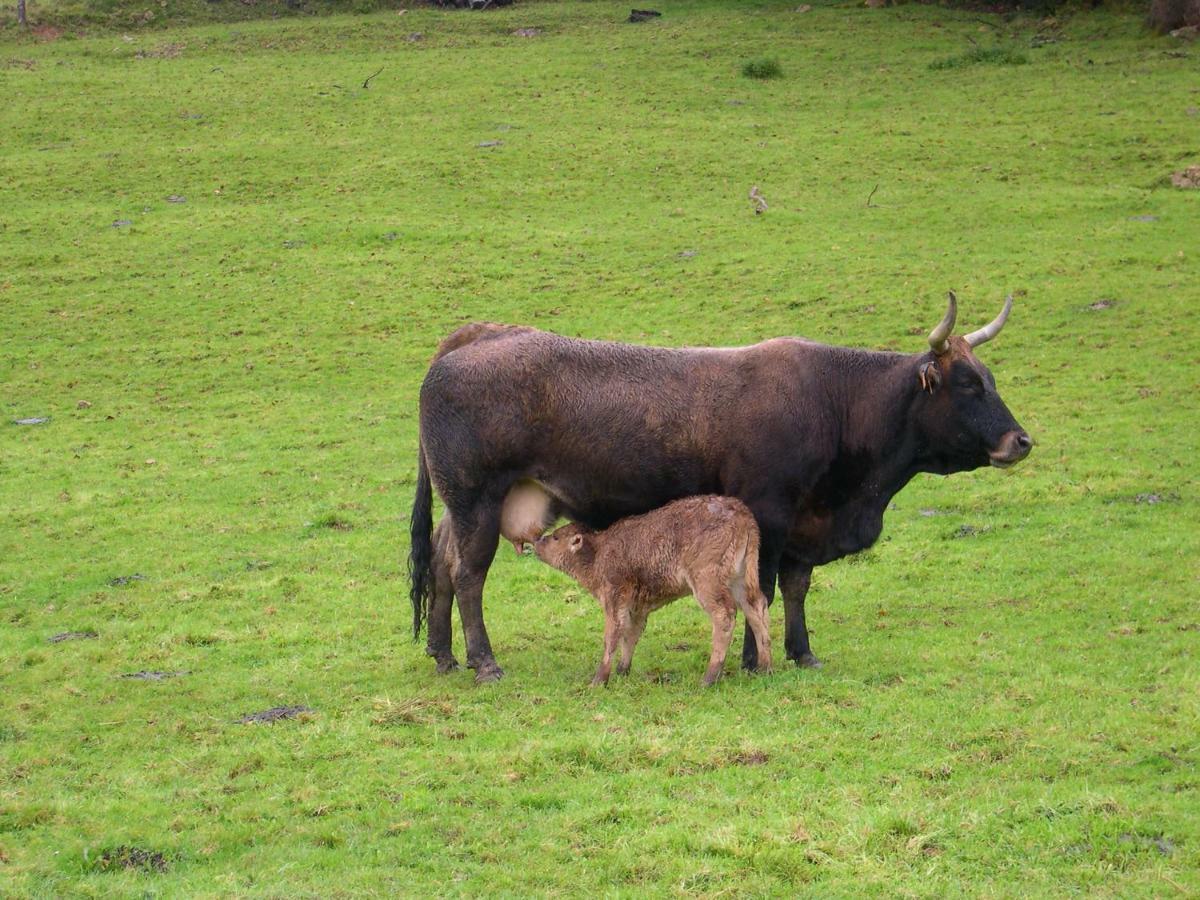 Turismo Rural El Sidron Affittacamere Piloña Esterno foto